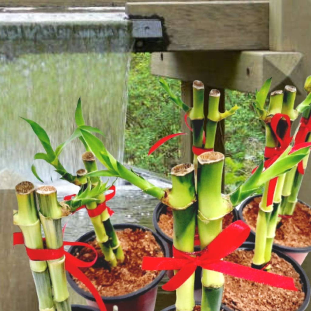 Homegrown Products Lucky Bamboo Plants Homegrown Fresh